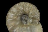 Triassic Ammonite (Ceratites) Fossil - Germany #94060-1